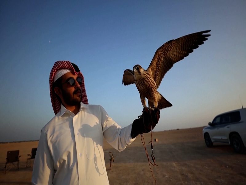 Nhiều người dân Doha chọn nuôi chim ưng như một thú cưng trong nhà